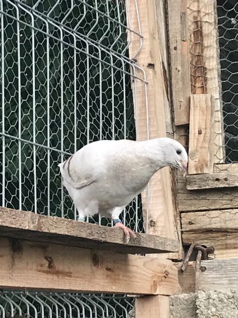 014D28E8-EB54-4403-8F33-82B3014910C4 - Pui 2018