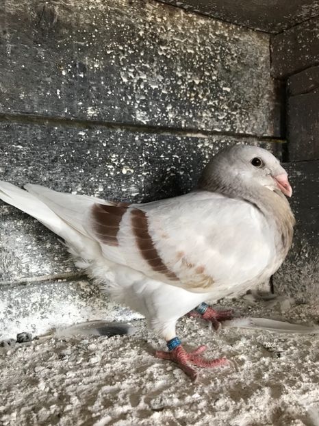 B57BFA98-30DE-4085-B6CF-C743EF15EBC5 - Pui 2018