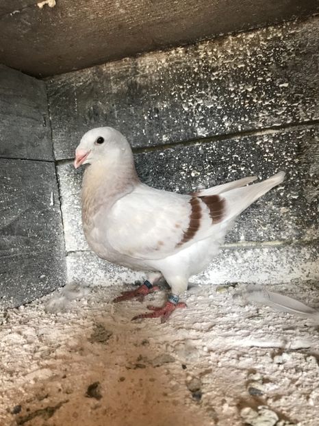 4F1566A4-6032-48CE-99FC-E2112AF45435 - Pui 2018