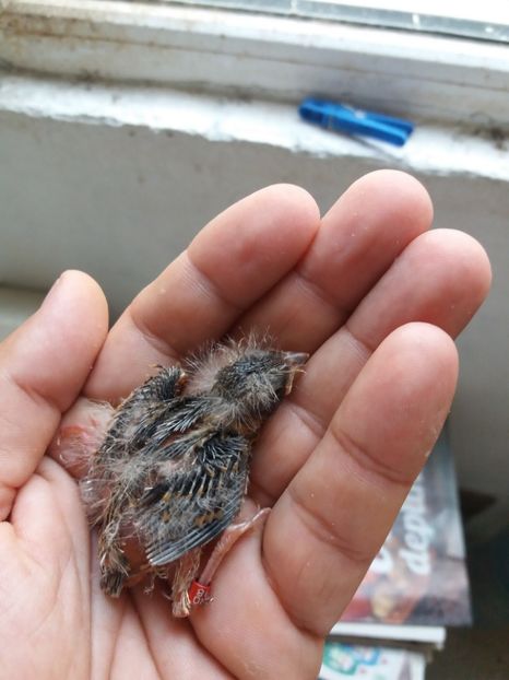 pui hibrid canarusi - pui hibrizi petrusi sticlete si canarusi 2018