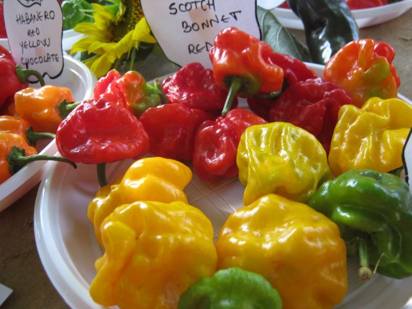  - A - A Festivalul tomatelor si biodiversitatii Buzau - 2018