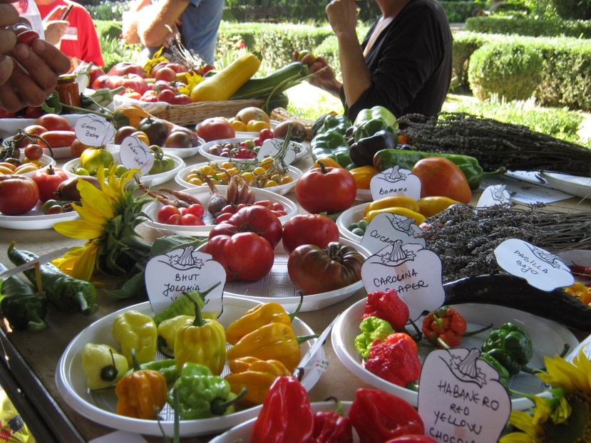 - A - A Festivalul tomatelor si biodiversitatii Buzau - 2018