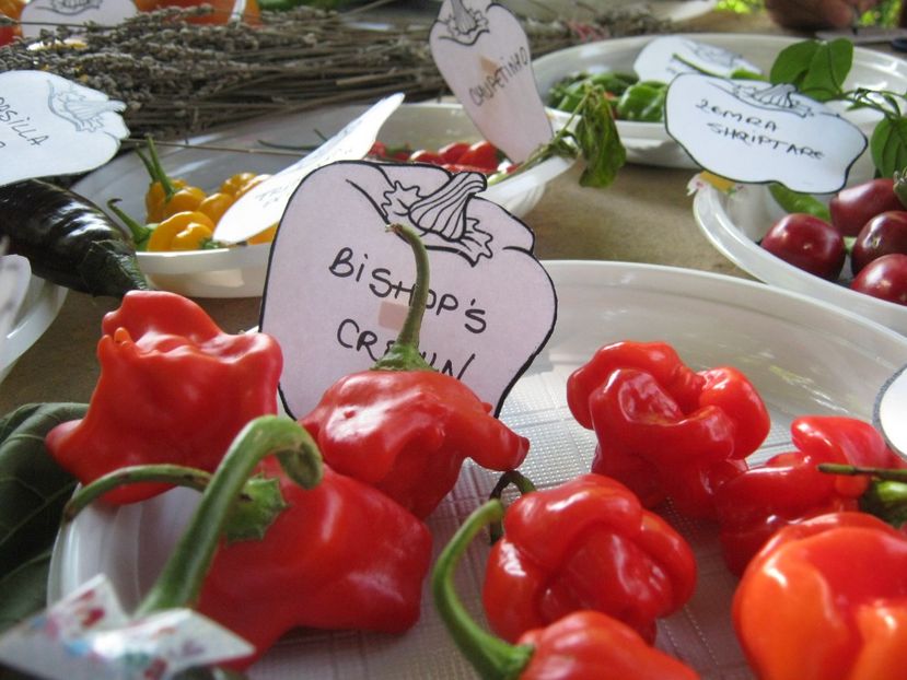  - A - A Festivalul tomatelor si biodiversitatii Buzau - 2018