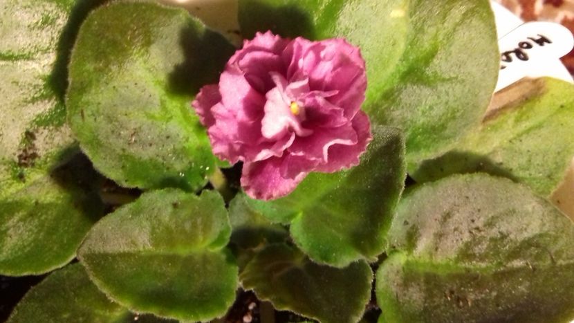 07 august 2018 - Moroznaya Vishnya