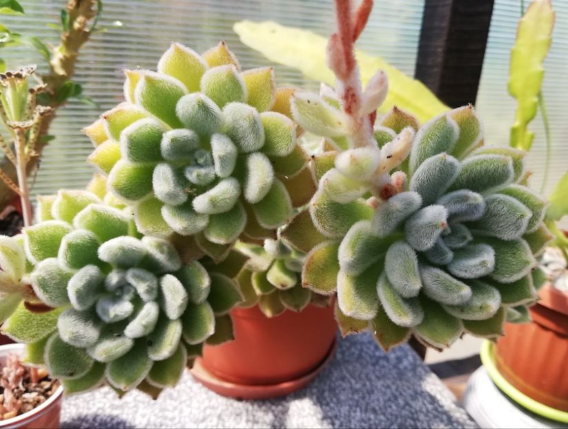 Echeveria setosa - Echeveria