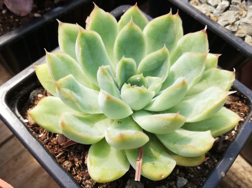 Echeveria pellucida - Echeveria