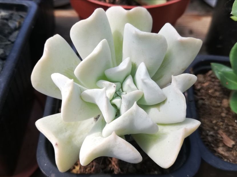 Echeveria runyonii "Topsy Turvy" - Echeveria