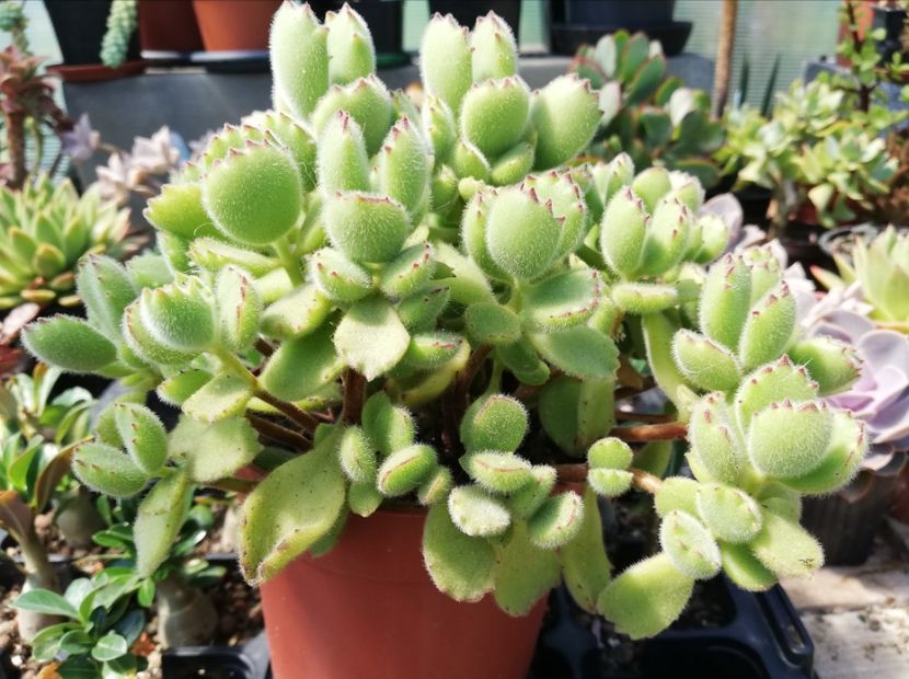 Cotyledon ladismithiensis - Cotyledon