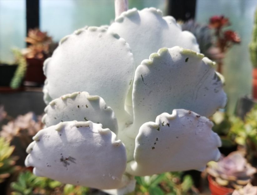 Cotyledon undulata - Cotyledon