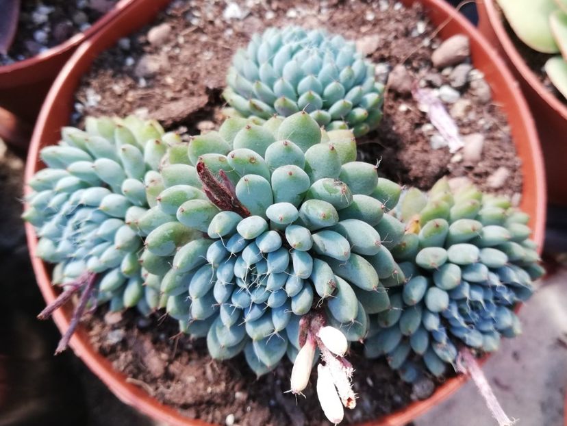 Echeveria setosa x rundelli - Echeveria