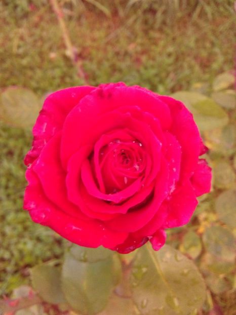  - TRANDAFIRI 2018-2019