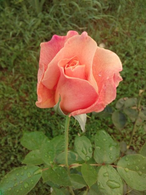  - TRANDAFIRI 2018-2019