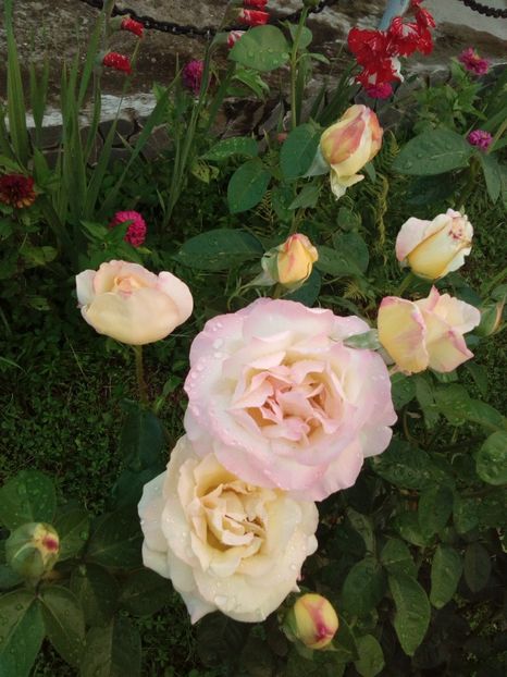  - TRANDAFIRI 2018-2019