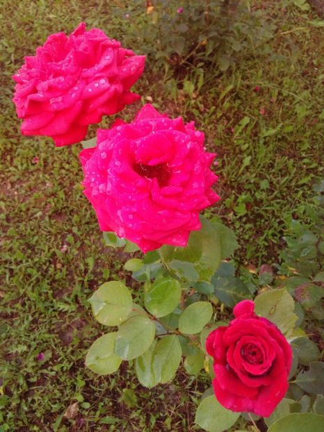  - TRANDAFIRI 2018-2019