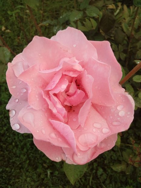  - TRANDAFIRI 2018-2019