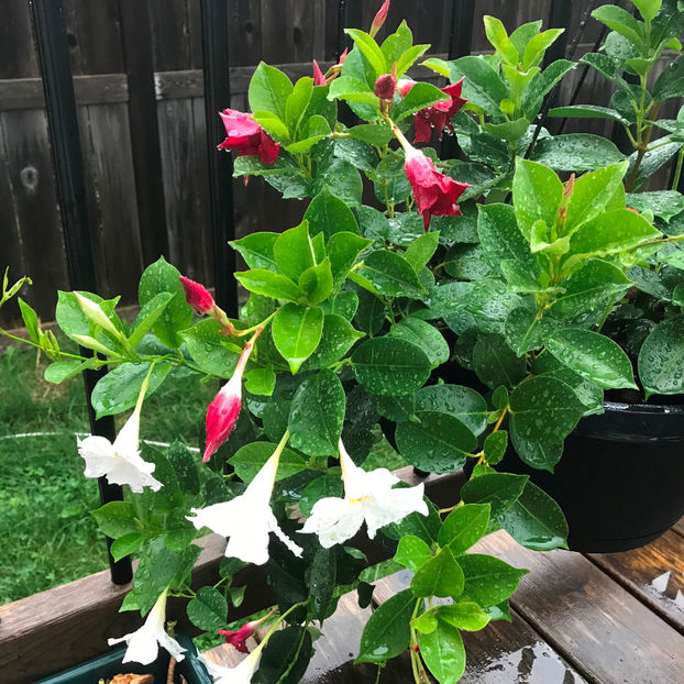  - 2018 Jurnalul gradinii