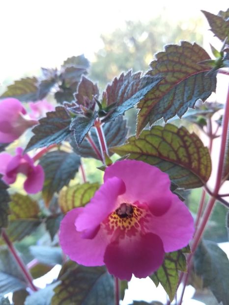  - Achimenes 2018