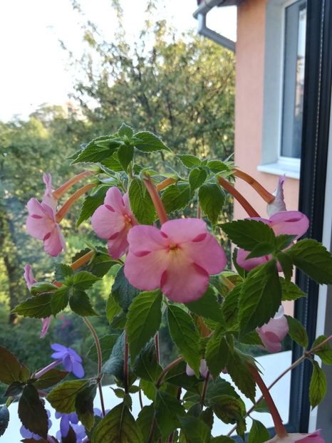  - Achimenes 2018