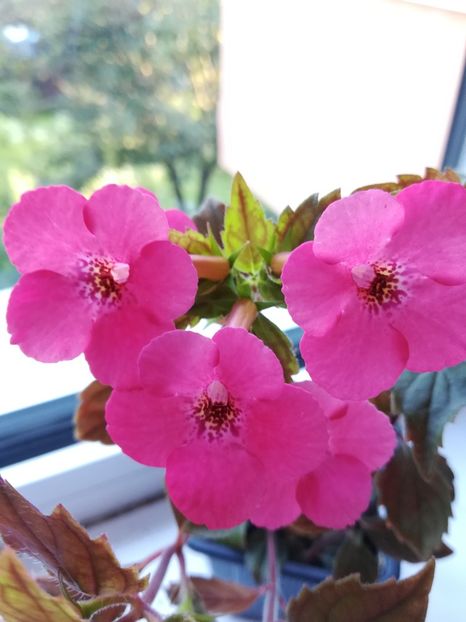  - Achimenes 2018