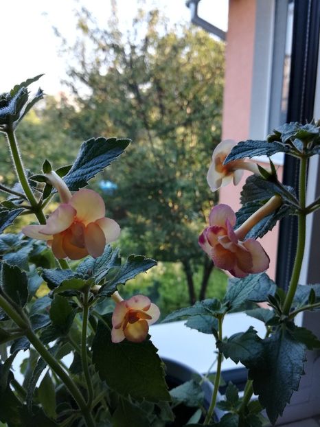  - Achimenes 2018