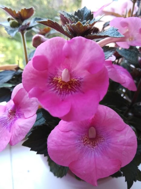  - Achimenes 2018