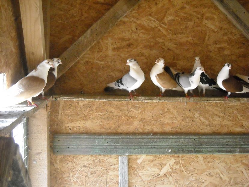  - DE PRIN PORUMBARIE