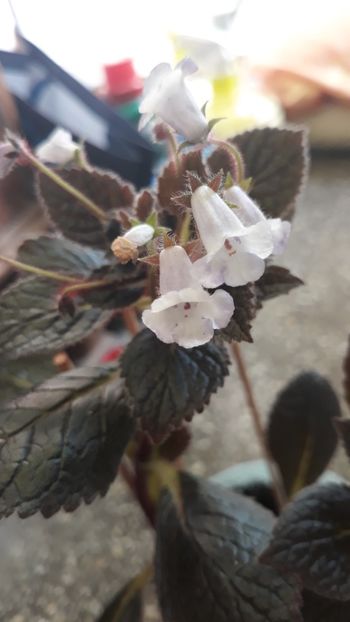 Naomi - 001 2018 - Eucodonia si X smithicodonia