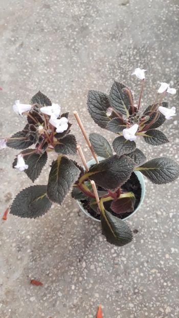  - 001 2018 - Eucodonia si X smithicodonia