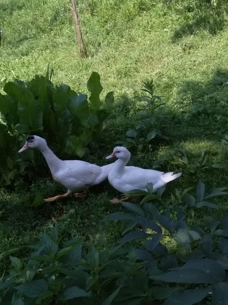  - ratele mele lesesti 2