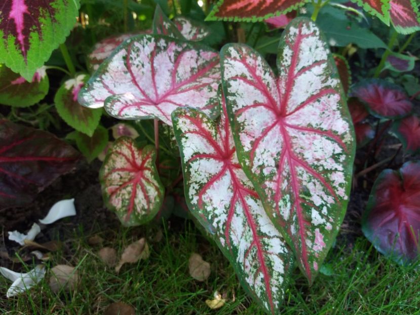 White Queen - Caladium