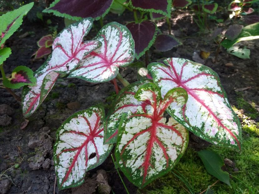  - Caladium