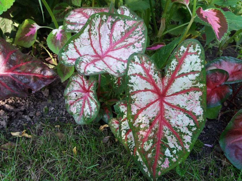  - Caladium