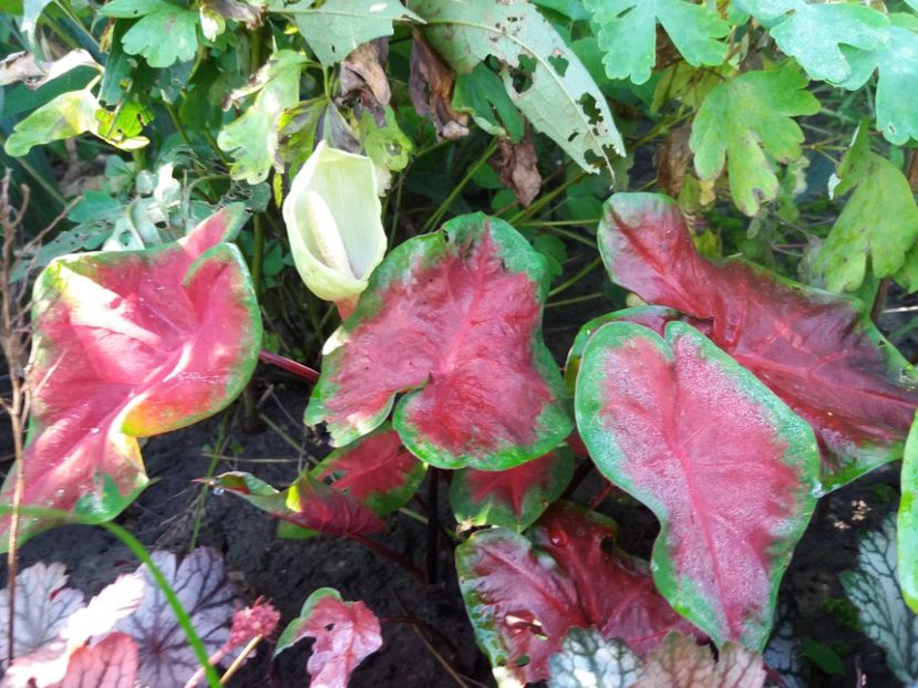 Freida Hemple - Caladium