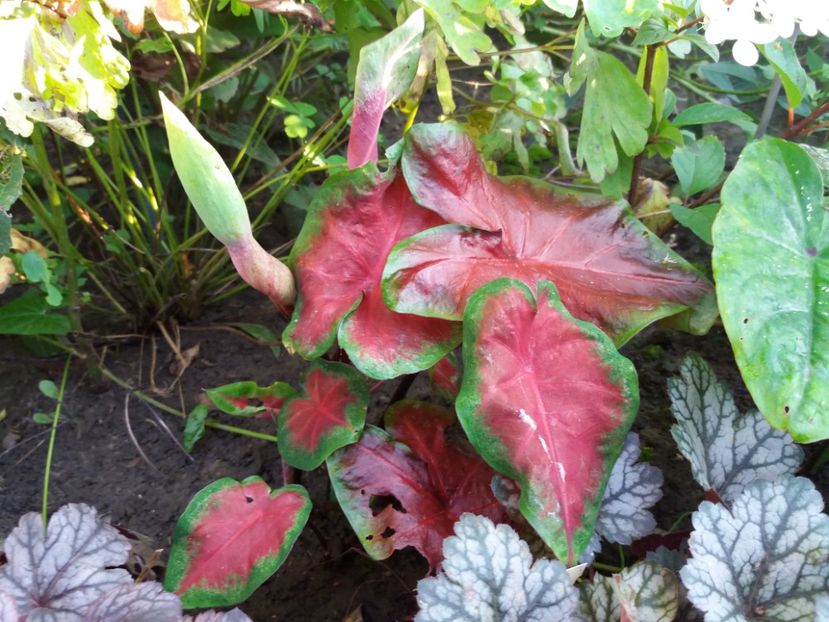  - Caladium