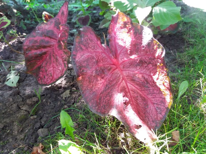 Fannie Munson - Caladium
