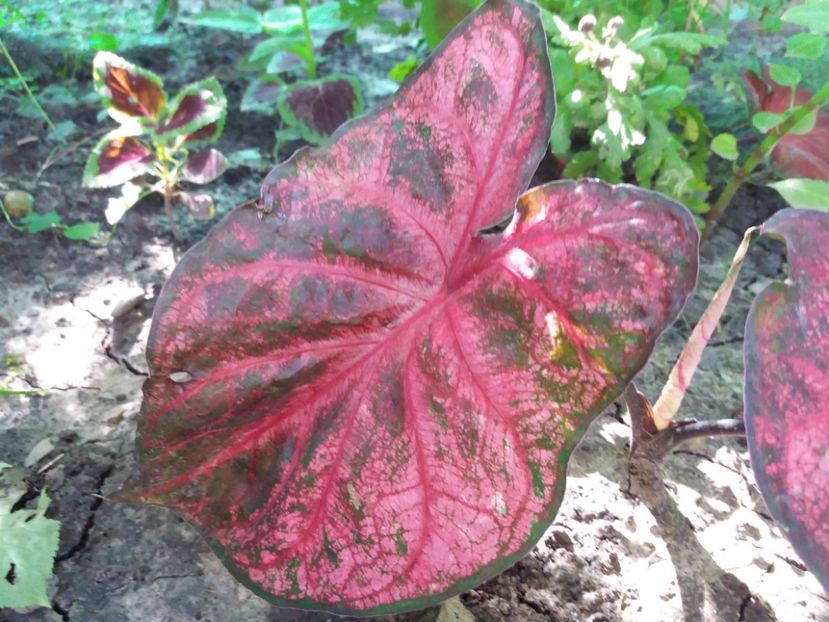  - Caladium