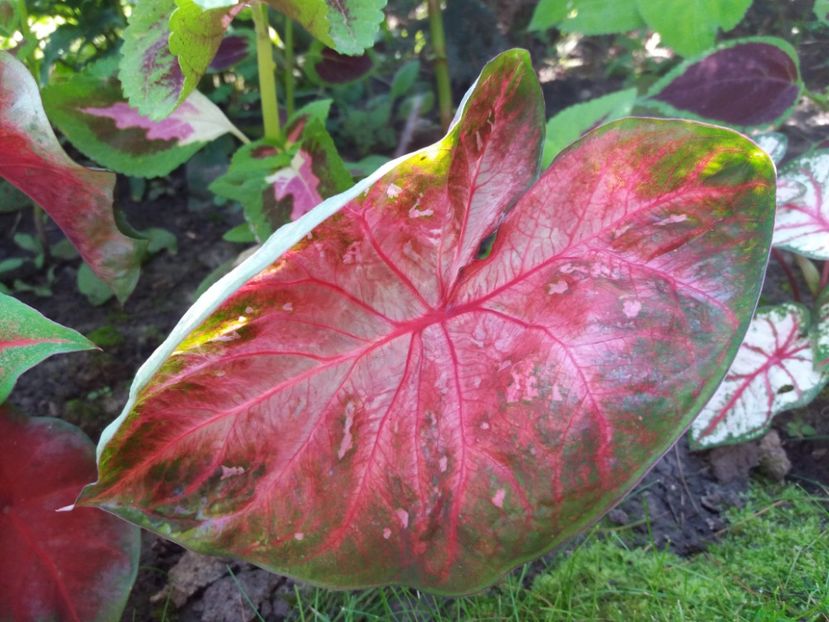 Red Flash - Caladium