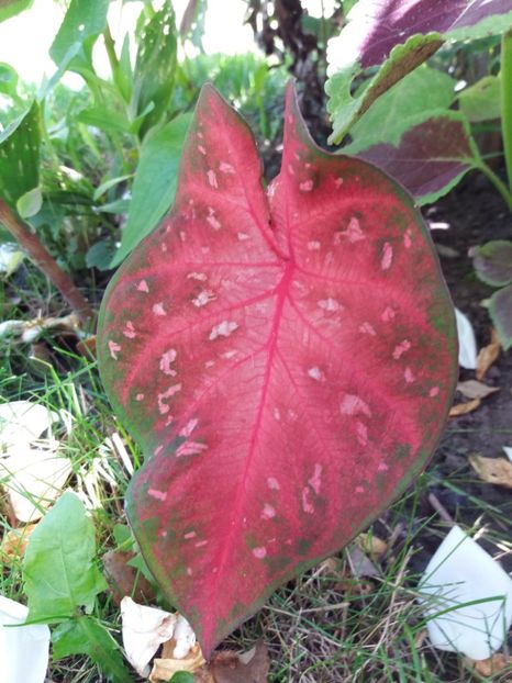  - Caladium