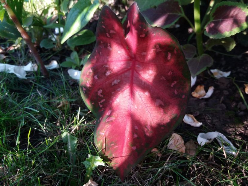  - Caladium
