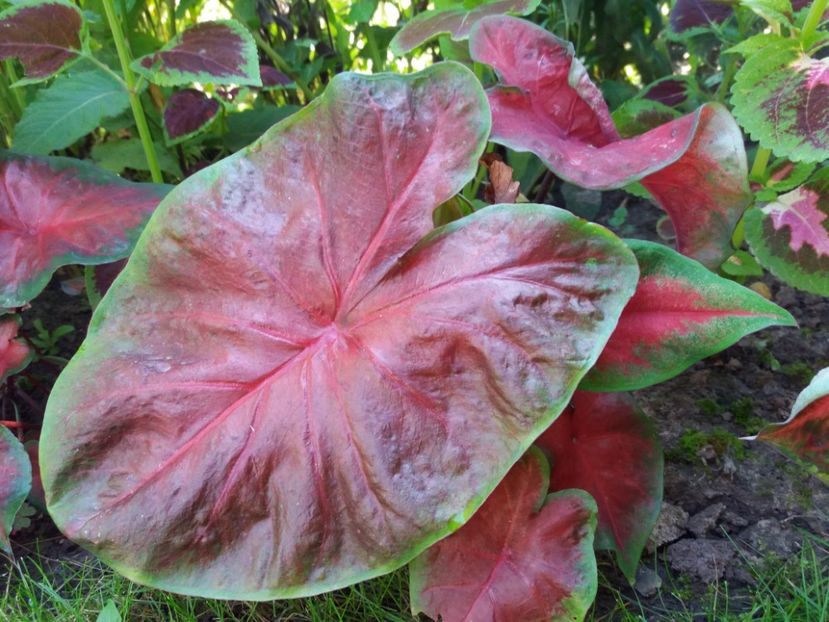 Cardinal - Caladium