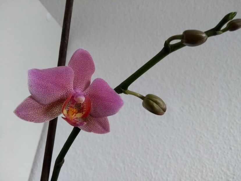  - orhidee