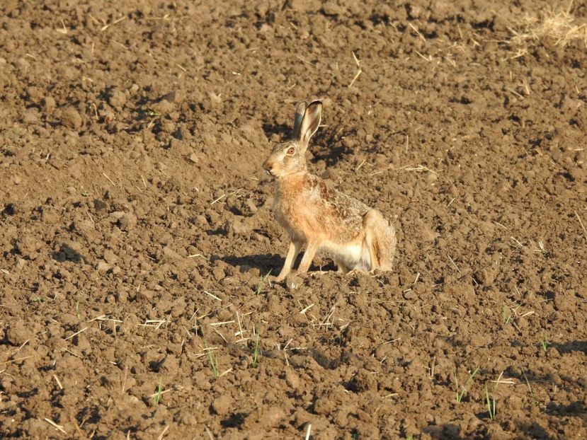 Iepure de câmp (Lepus europaeus) - FOTOGRAFIE