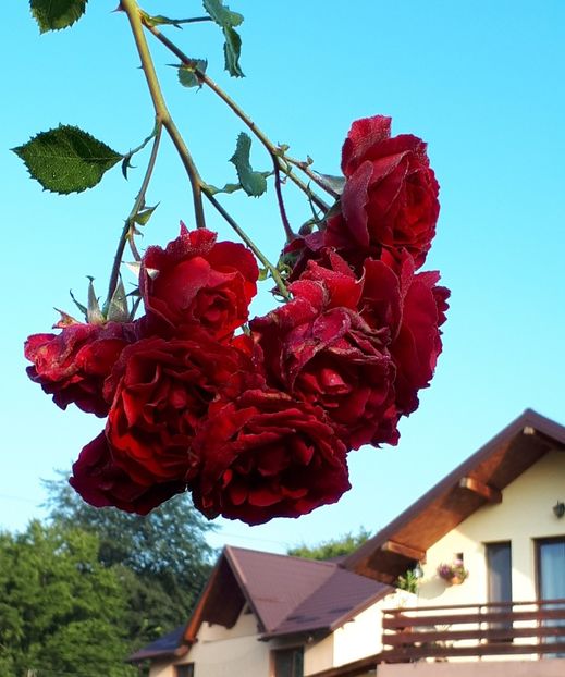 Symphatye - 000_2018