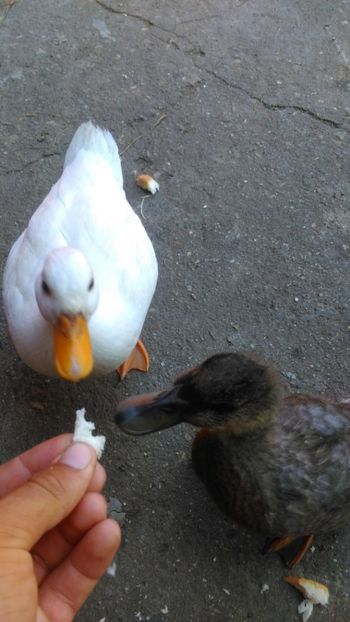  - Ratuste pitice - Call duck !