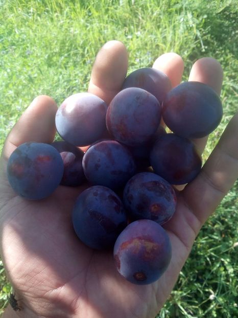 Prun traditional7 - POMI SOIURI VECHI ROMANESTI