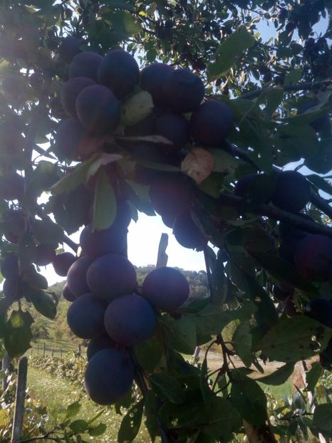 Prun traditional7 - POMI SOIURI VECHI ROMANESTI