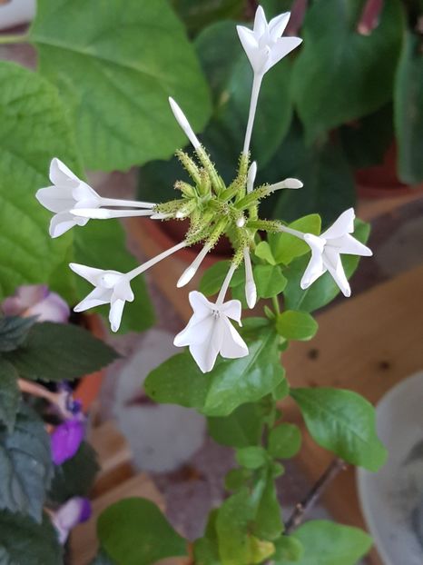 Plumbago alb - August 2018