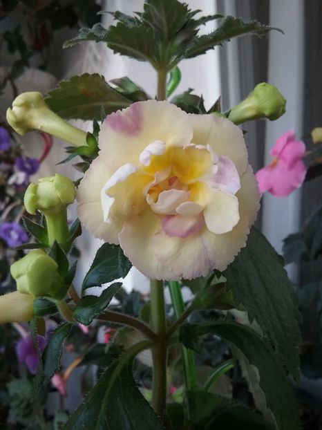 20180808_161750(0) - Yellow english rose