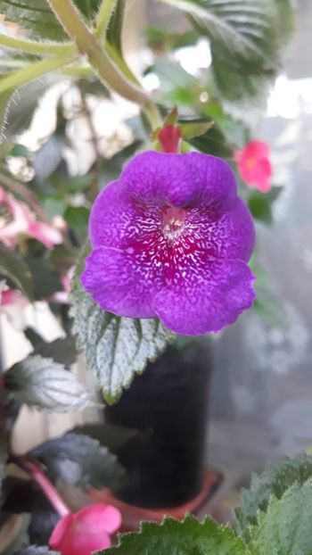  - R18 Jennifer Goode - renuntat