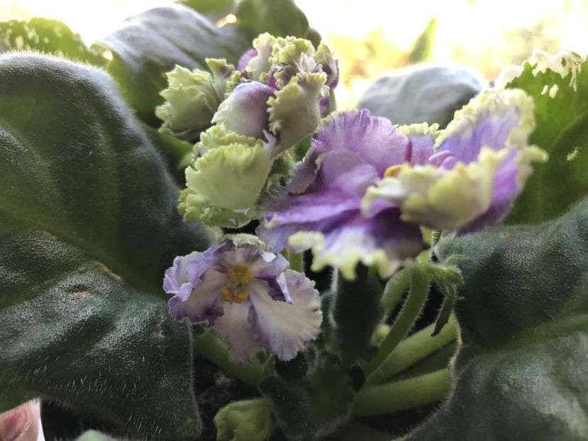 08.08.2018 - RS-Don Zhuan